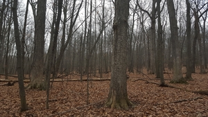Ithaca College Natural Lands photo